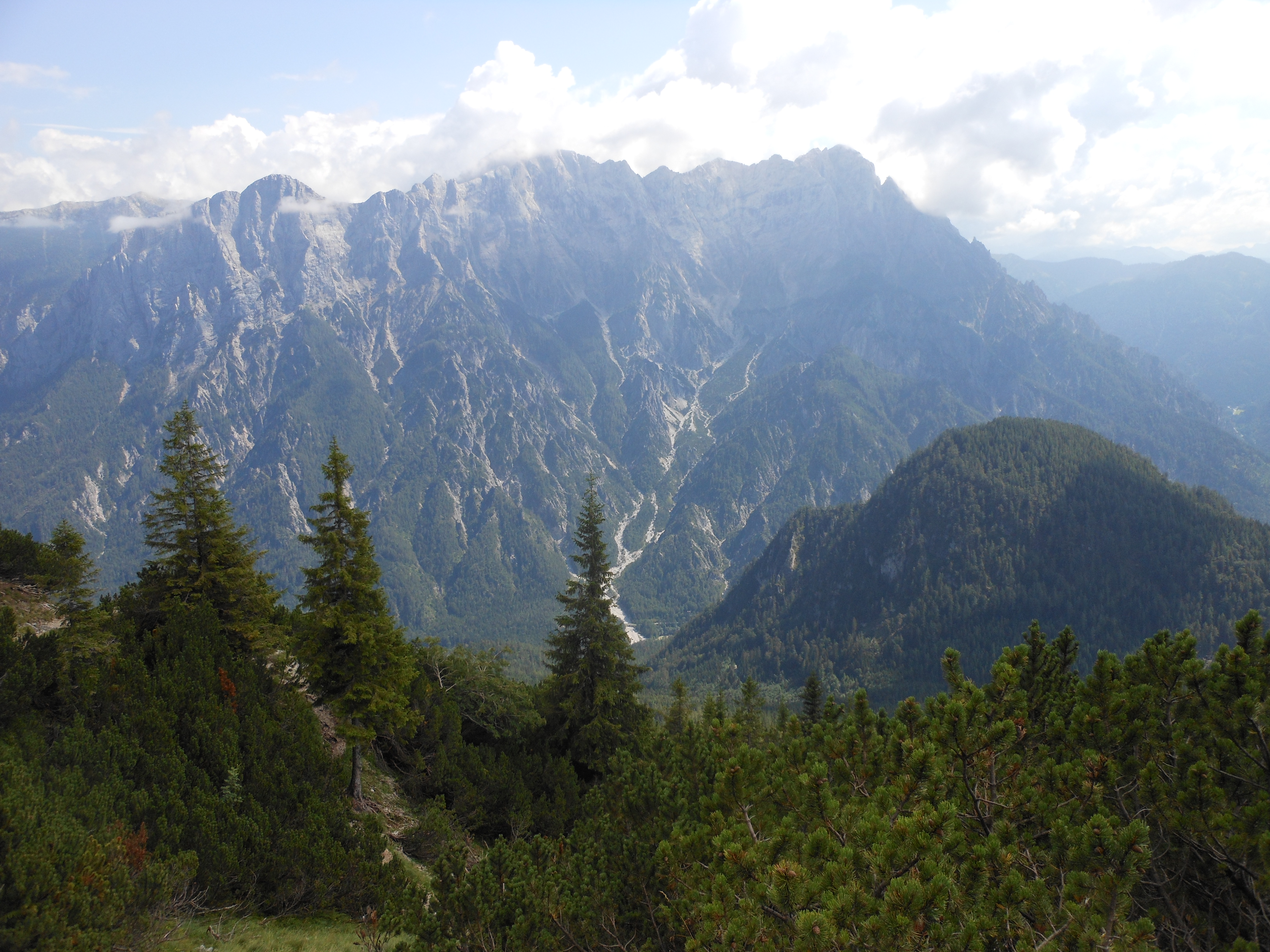 Bergpanorama mit Nadelbäumen im Vordergrund