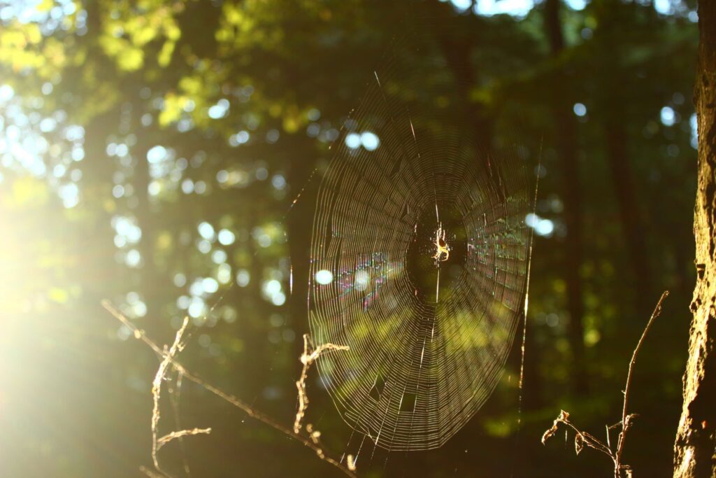 Spinnennetz im Wald, im Zentrum eine Spinne