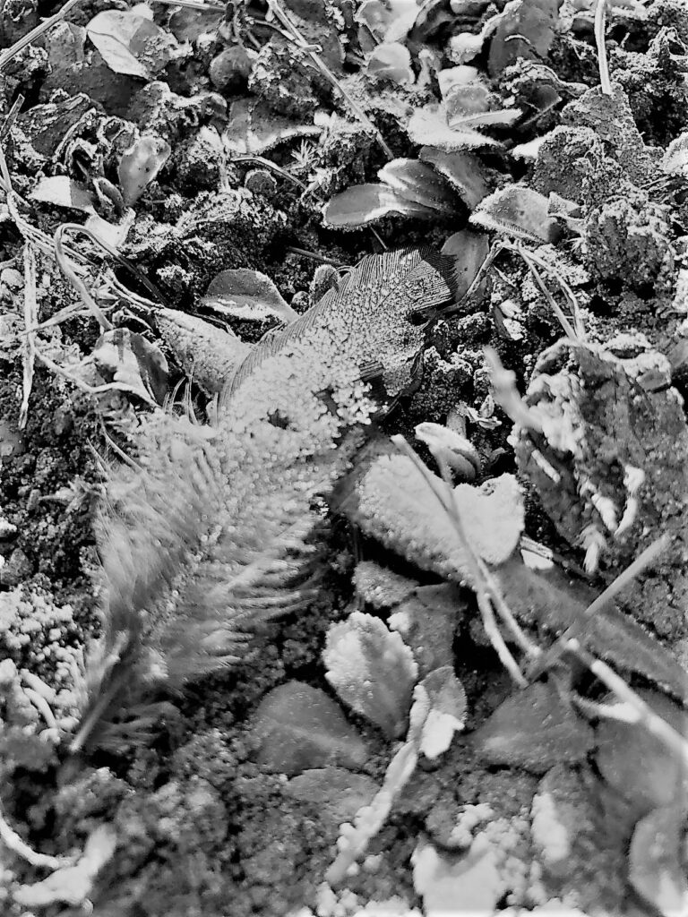 eine vogelfeder auf waldboden