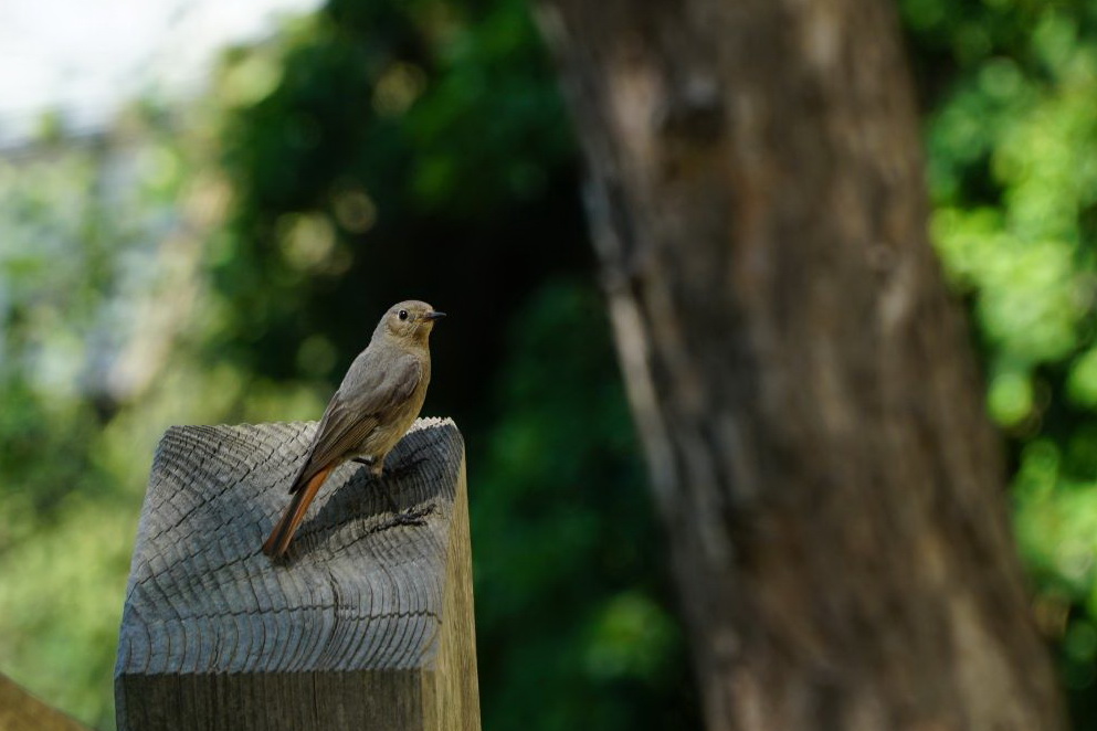 Ein Rotschwänzchen, Singvogel auf einem hölzernen Zaunpfahl